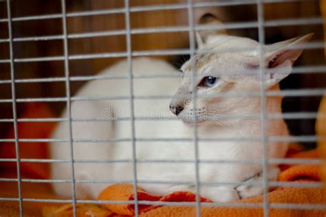 White Balinese Cat With Blue Eyes Stock Image Image Of Creature