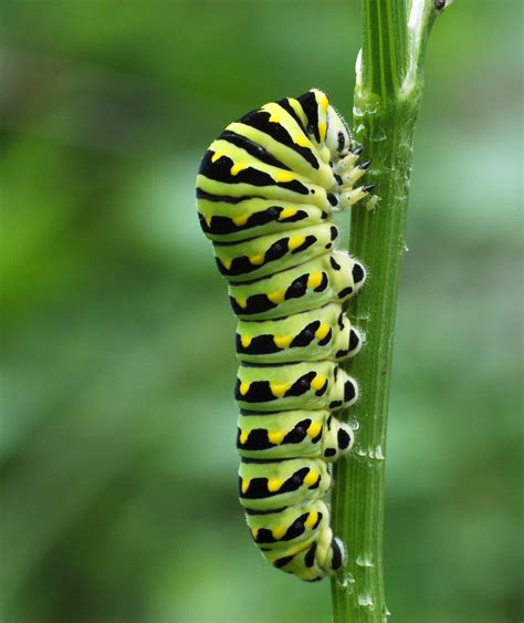 Black Swallowtail Caterpillars Of Ontario · Inaturalist