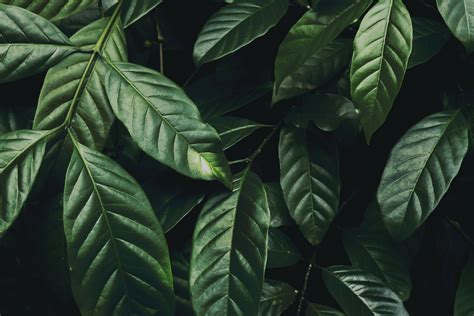Wallpaper Leaves Branch Dark Green Glossy Plant Hd Widescreen