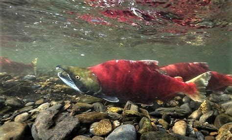 Alaska Salmon Returns Down 87 Percent As Bristol Bay Sockeye Harvest