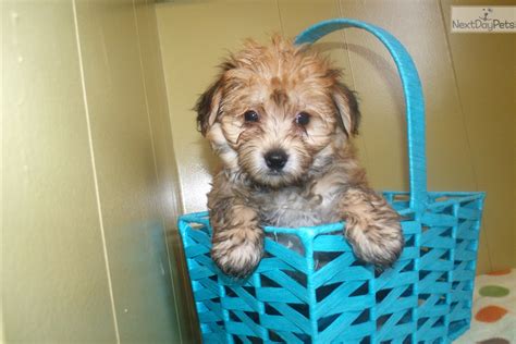 Happytail puppies are bred for excellent health yorkie breeders. Yorkie Poo Puppies For Sale Nj - l2sanpiero