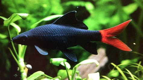 Das cubig haus wurde als eine einheit mit einem großen garten, einer terrasse und einem parkplatz geplant. Aquarium Fische Zusammenstellen. die zehn beliebtesten ...