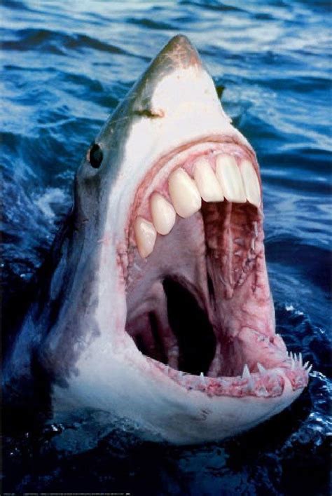 Sharks With Human Teeth Great White Shark Shark Photos White Sharks