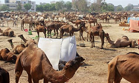 Camel rides are commonly on offer at the various fetes and agricultural shows that occur in western australia. Camel Barbering Is The Coolest Art Form That No One Has ...