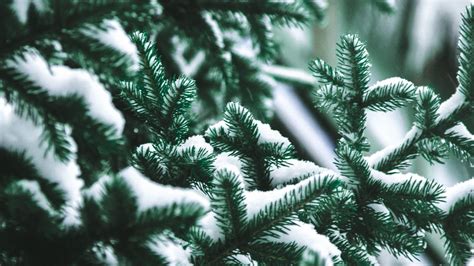 Download Wallpaper 1920x1080 Branch Needles Spruce Snow Blur Full