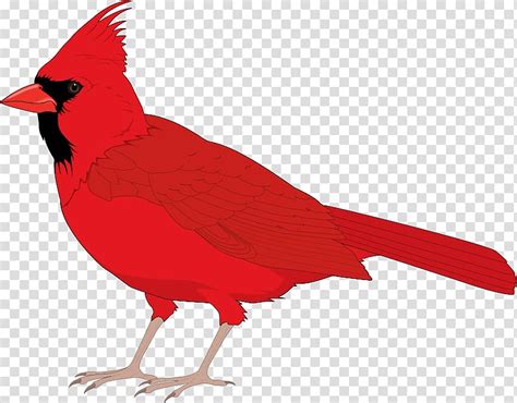 Free Clipart Cardinal With Wing Spread