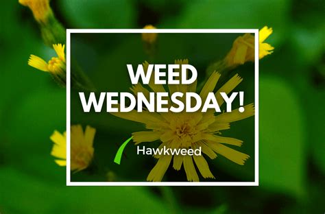 Weed Wednesday Hawkweed Experigreen