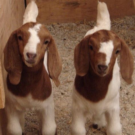 I Want This Oh Wait I Will In The Spring Boer Goats Cute Goats Baby