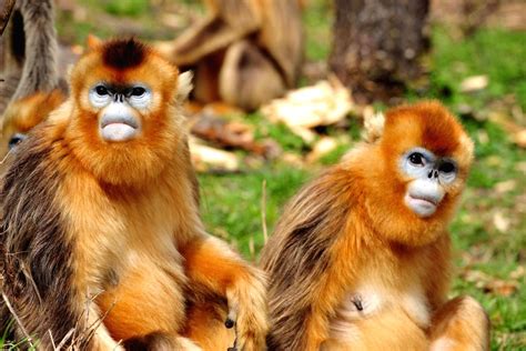 Photo Taken On April 27 2014 Shows A Group Of Golden Monkeys At