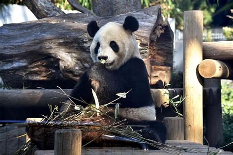 Get A Room Tokyo Zoos Bashful Pandas Try For A Baby The Straits Times