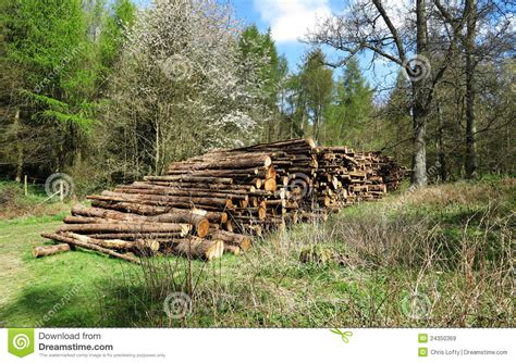 A Pile Of Logs On A Woodland Clearing Stock Image Image Of Clearing
