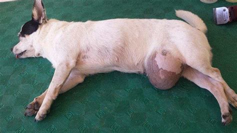 Dog Hernias Types Causes And Treatment By Doggyzinecom Dec