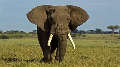 Video Captan Extraño E Increíble Elefante Color Rosa En Sudáfrica La