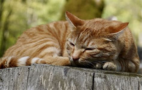 Hd Wallpaper Orange Tabby Cat On Gray Log Animal Pet Domestic Cat