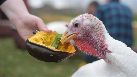 Adopt A Turkey Farm Sanctuary