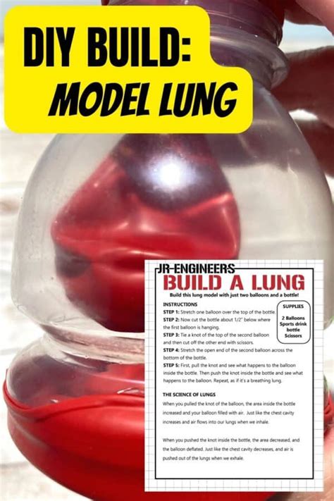 How To Make A Diy Lung Model Little Bins For Little Hands