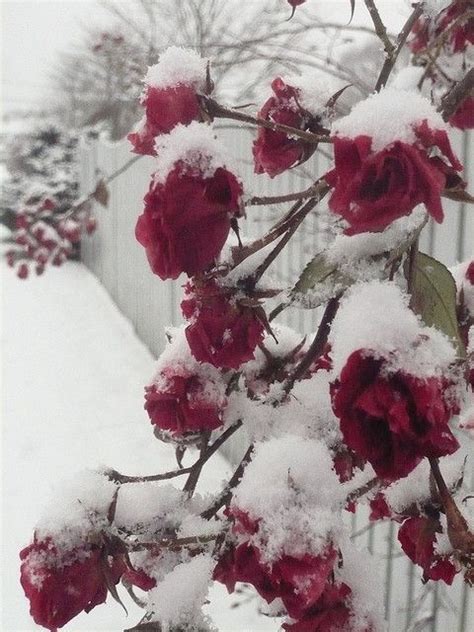 Red Roses In The Snow Red Roses Beautiful Flowers Winter Garden
