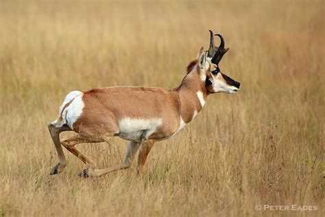 Pronghorn Antelope Buck Running Peter Eades Wildlife Photography