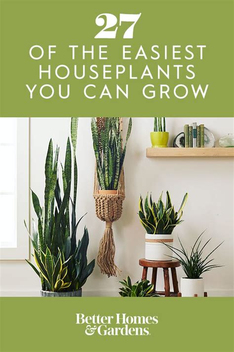 23 Of The Easiest Houseplants You Can Grow Houseplants Easy Indoor
