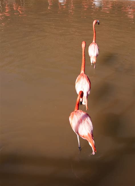 Free Stock Photo 2202 Pink Flamingos Freeimageslive