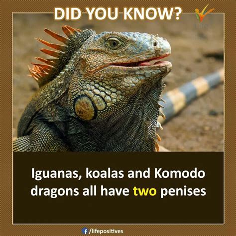 Review Of Did You Know Facts About Komodo Dragons Ideas Find More Fun