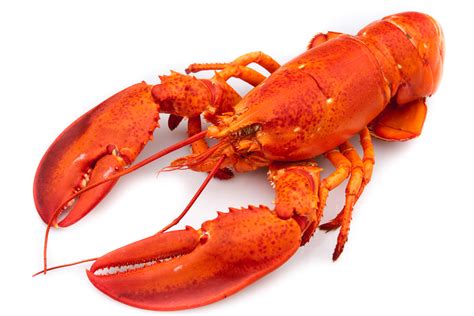 Image Gallery Lobster