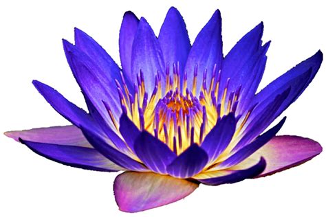 Purple Water Lilies Clipart 20 Free Cliparts Download Images On
