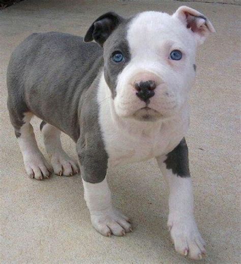 Pics of pit bull puppies. American Pitbull Terrier Puppies | Pitbull Puppies