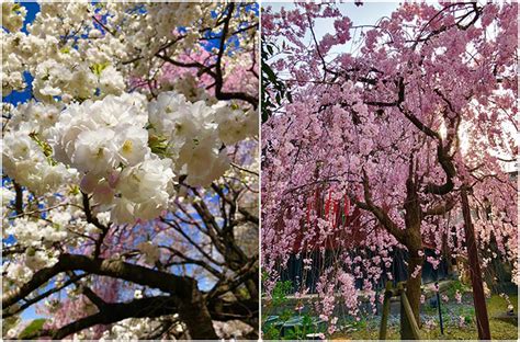 Philippines Has Cherry Blossoms As Beautiful As Japans