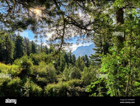 Taiga Landscape Sun Shines Through Branches Of Siberian Pine Sayan