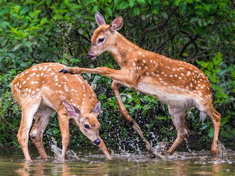 Young Deer Game Mountain Stream Desktop Hd Wallpapers For