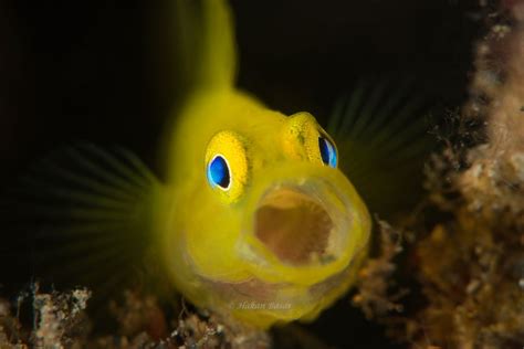 Lubricogobius Exiguus Yellow Pygmy Goby The Three P Underwater