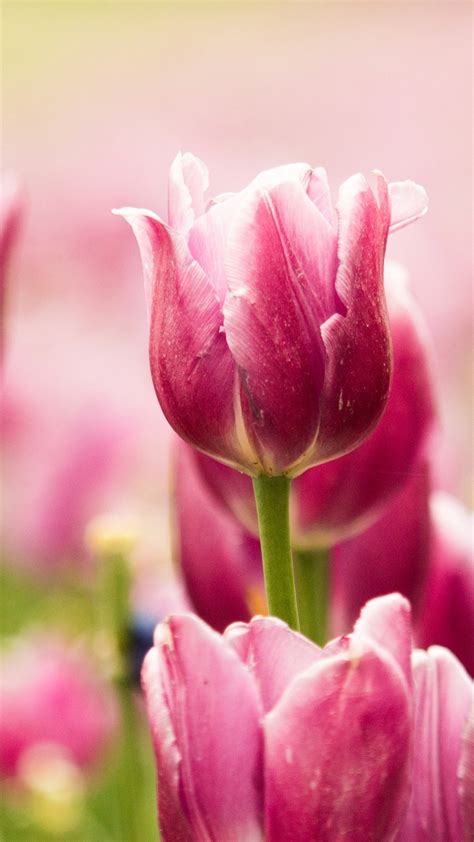 Beautiful Pink Tulips Wallpapers Hd Wallpapers Id 18758