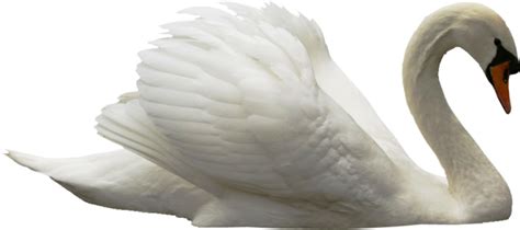 Swan Png