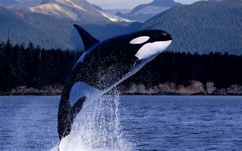 Orca Killer Whale Jumping Out Of The Water All Best Desktop Wallpapers