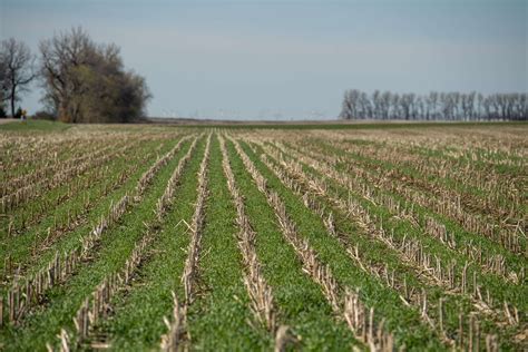 Cover Crops A Popular Option For Prevent Plant Fields Mn Corn