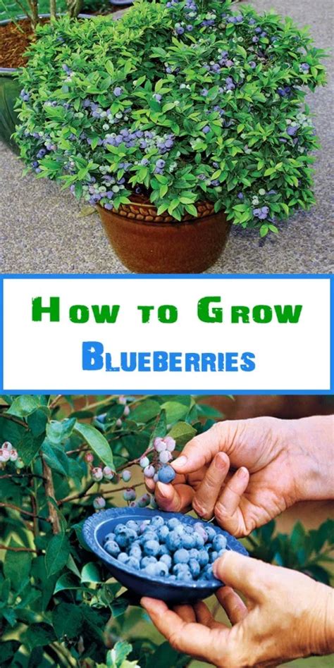 How To Grow Blueberries Blueberry Gardening Strawberries In