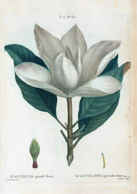 Plant Names And Botanical Latin Botanical Art And Artists