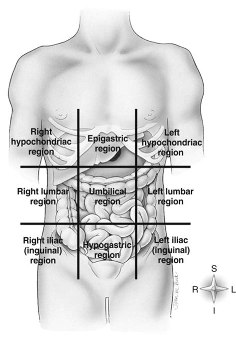 Abdominal Quadrants Labeled 9 Abdominopelvic Regions Anatomy Organs