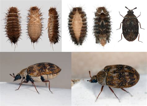 Carpet Beetle Control Urban Pest Control