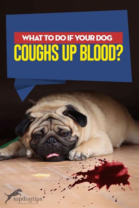A dog coughing up mucus is often affected by a respiratory infection or the kennel cough.additional symptoms should be detected and a proper diagnosis is needed to get the right course of treatment. What to Do If Your Dog Coughs Up Blood? - Top Dog Tips