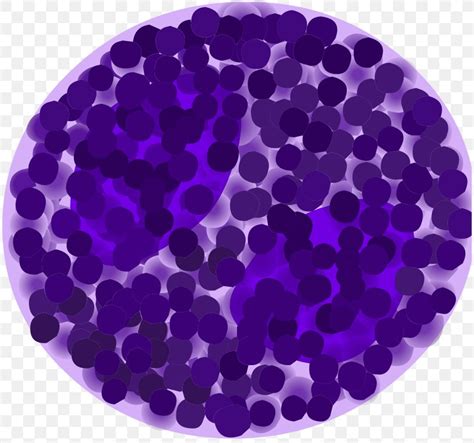 Basophil Granulocyte White Blood Cell Immune System Lymphocyte Png