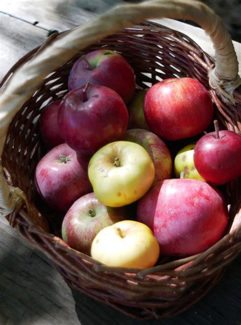 Earliest Of The Early Summer Apples 5 Varieties In July — Skillcult