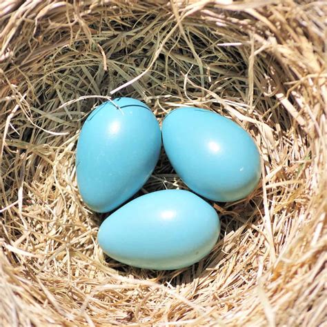 Robin Eggs Gardenbird