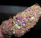 Purple Marijuana Pictures