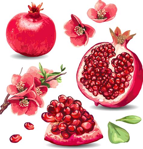 Pin By Suritha Venter On Kuns Pomegranate Art Fruit Illustration