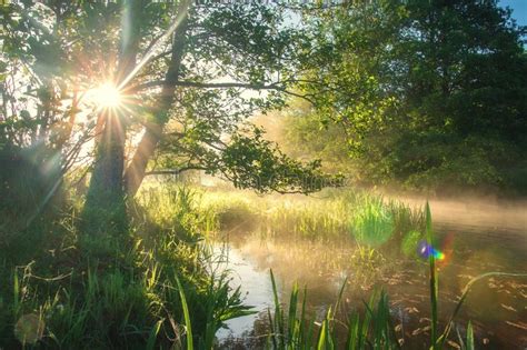 Bright Summer Nature On Riverside In Sunlight Sun Through Trees And