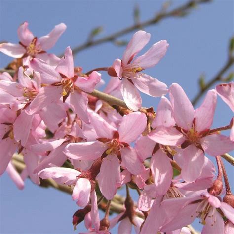 Pink Snow Showers Weeping Cherry Sooner Plant Farm