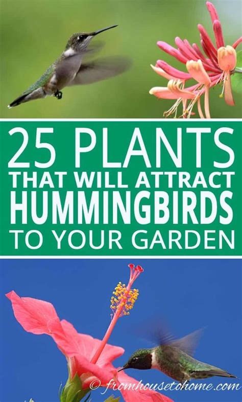 15 Of The Best Shade Loving Garden Plants Hummingbird Plants Flowers
