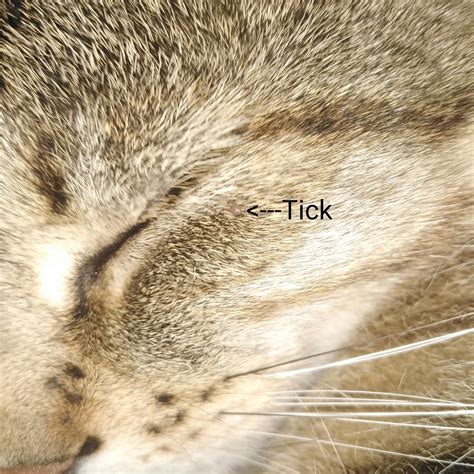 How To Remove A Tick From A Cats Eyelid Cat Meme Stock Pictures And